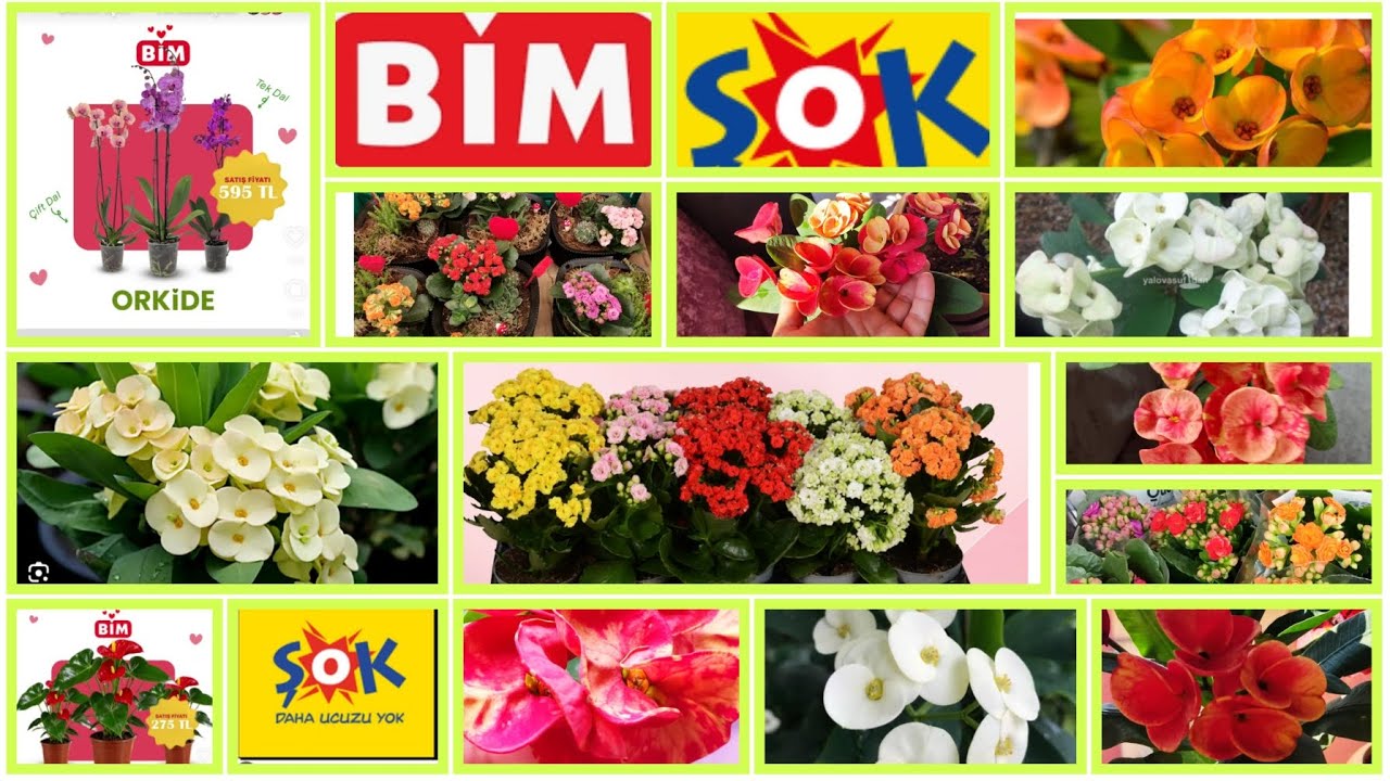 📢BİM -ŞOK MARKETLERDE SEVGİLİLER GÜNÜ'NE ÖZEL GELEN ÇİÇEKLER EVDE DİKENLER TAÇLARIM SON DURUMLARI