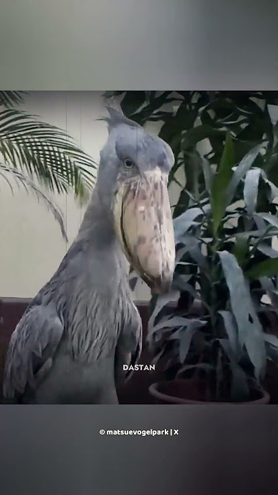 Ini Suara Burung Paling Menakutkan