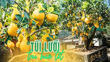 Nông dân mặc áo cho bưởi ngày tết bằng túi lưới nhựa. Tuiluoithanhha.com