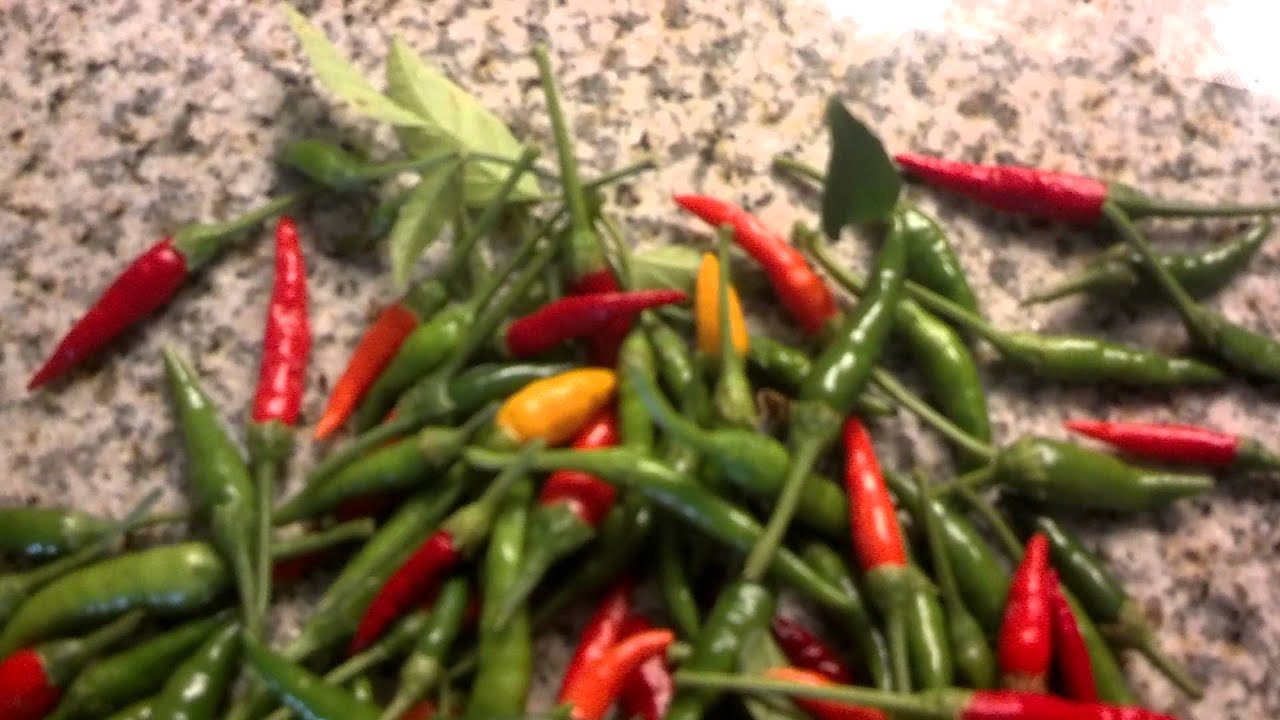 Hot Chili Pepper Harvest YouTube