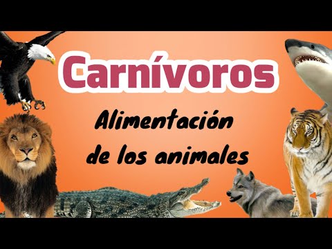 Vídeo: La gent és carnívora o herbívora? Comparació, característiques i especificacions