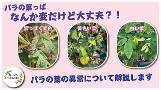 【病気？】バラの葉の異常について解説します！