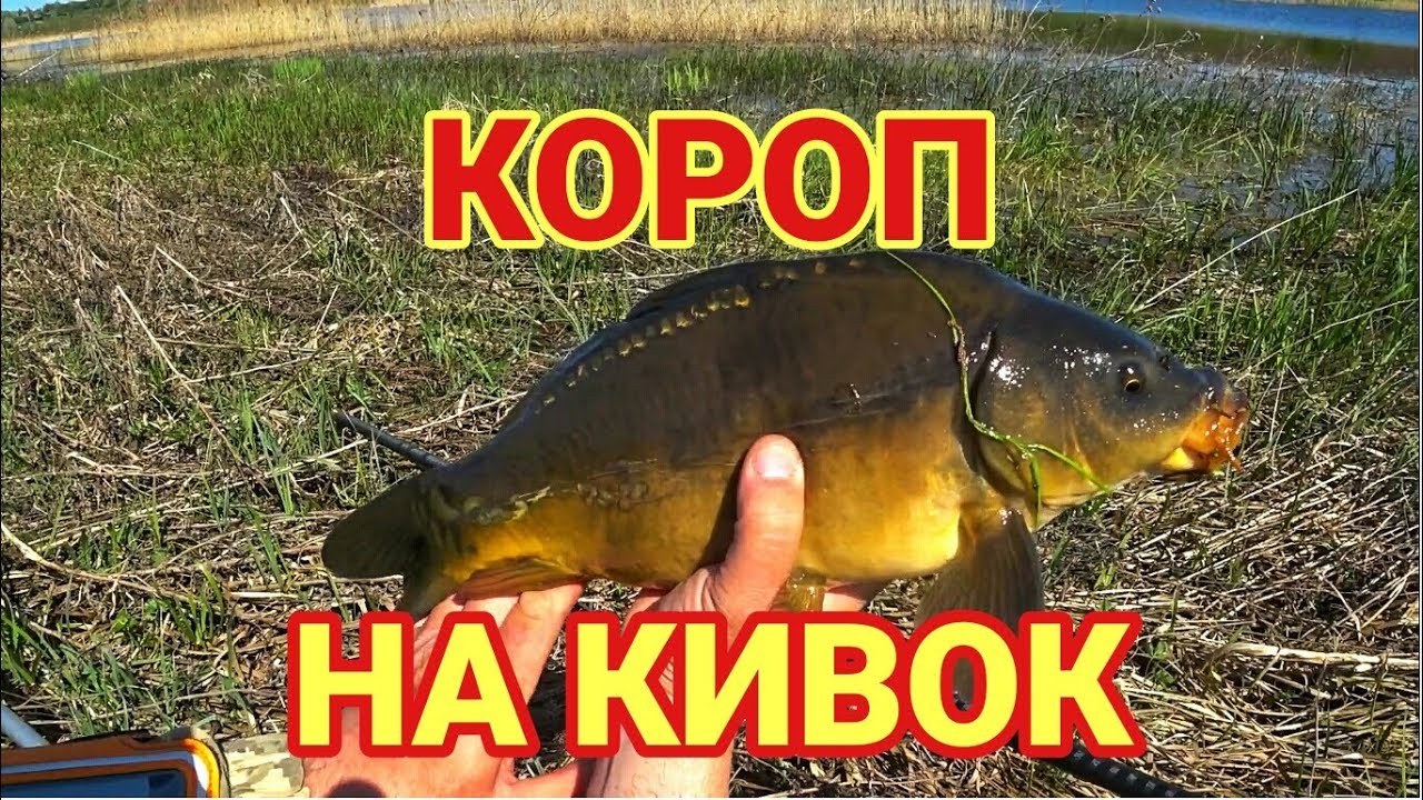 Ловля коропа на боковий кивок