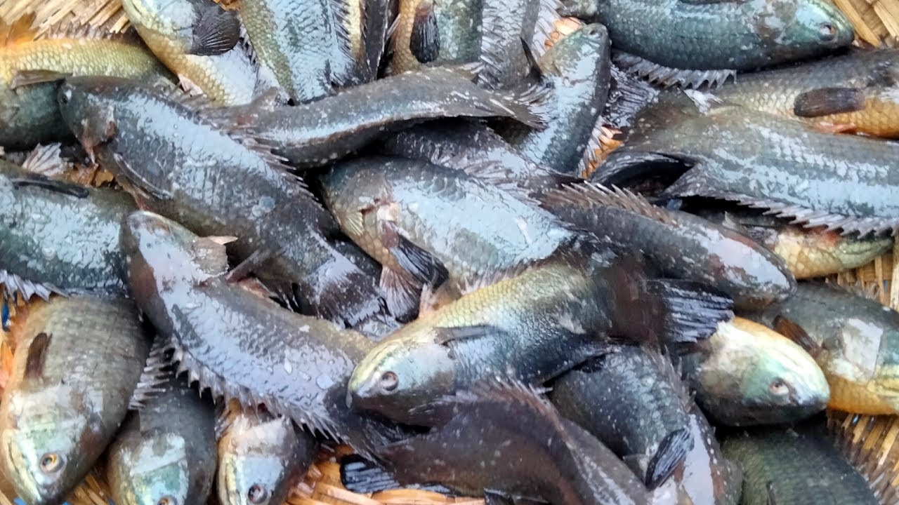 দেশী কৈ মাছ দেখুন কত সস্তায় বিক্রি হচ্ছে ।। fish video in bangladesh ...