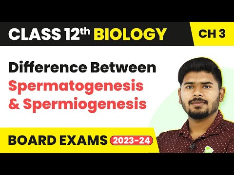 Class 12 Biology Ch 3 | Difference Between Spermatogenesis and Spermiogenesis - Human Reproduction