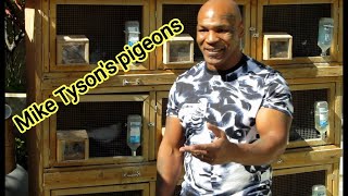 Pigeon game Mike Tyson world champion / kabotar