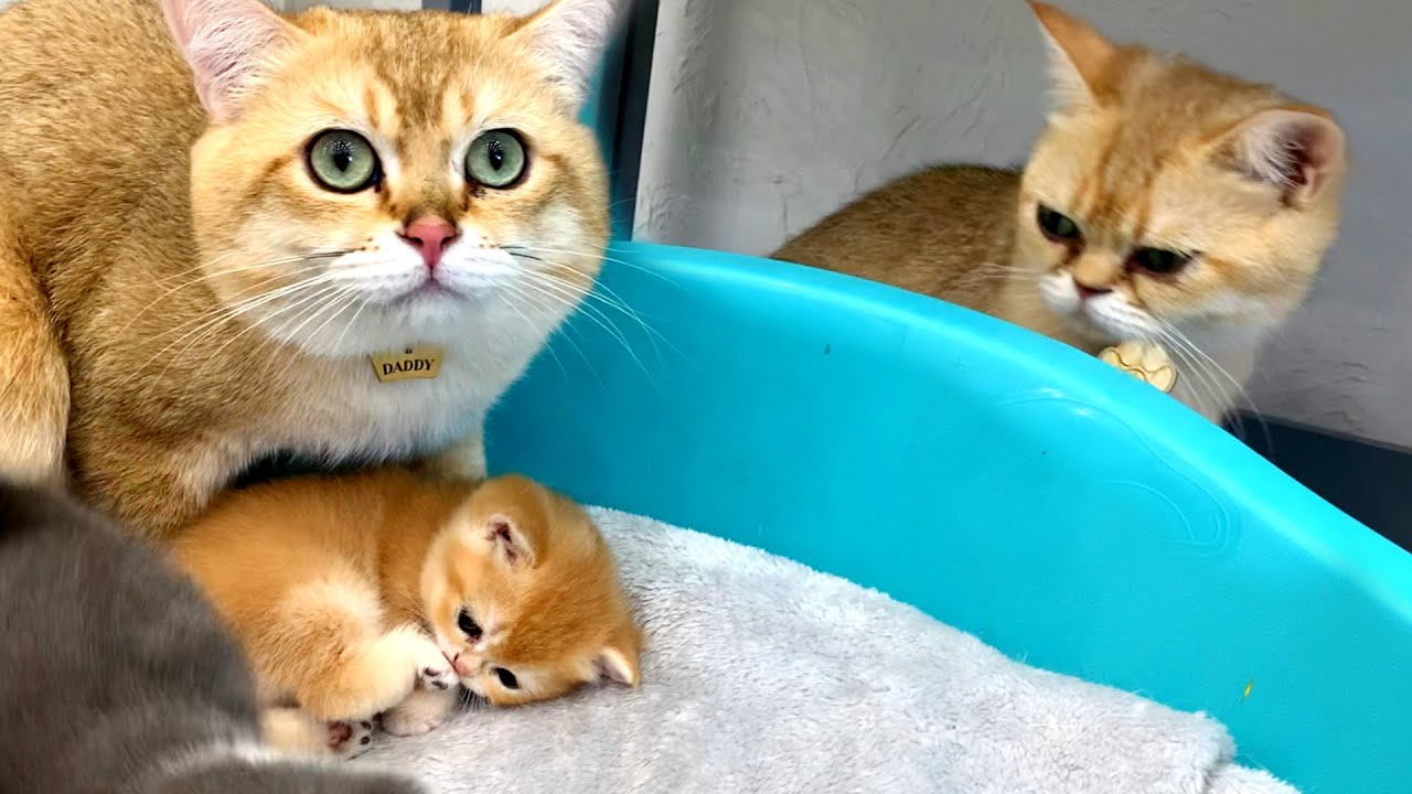 Mom cat tries to teach dad cat how to be a good father to baby kittens ...