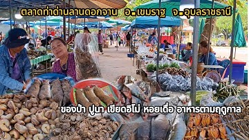 ตลาดท่าด่านลานดอกจาน อ.เขมราฐ จ.อุบลราชธานี ปูนา เขียดอิโม่ หอยเดื่อ กบนา  #กบนา #ปลาโขง #เขียด