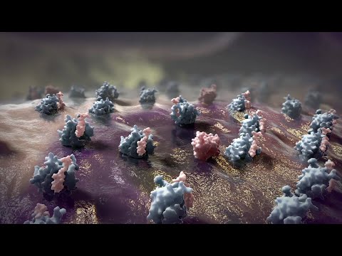 Видео: Свръхекспресията на Bcl-2 насърчава оцеляването и диференцирането на невроепителни стволови клетки след трансплантация в аганглионно дебело черво