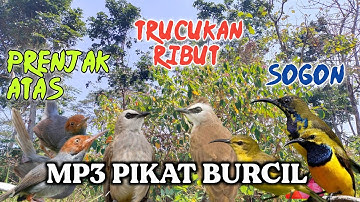 Mp3 pikat burcil ribut, prenjak atas, trucukan & sogon