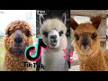 Cute Alpacas & Llamas Compilation (Cuteness Overload) TikTok 2021🦙