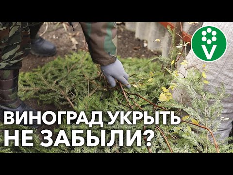 ПОДГОТОВКА ВИНОГРАДА К