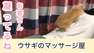 【指圧のプロ】うさぎにマッサージして貰うと超気持ちイイ＃197