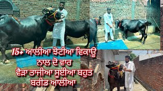 6 August 2026 ਫੋਨ 62848-21618 =3-4 ਝੋਟੀਆ ਵੈੜਾ ਨਾਲ ਝੋਟੀਆ ਨਾਲ ਵੈੜਾ ਵਿਕਾਊ ਬਾਹਲੀਆ ਅੱਤ ਦੀਆ 