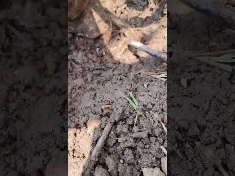 植物診所的觀察分享0518
