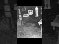 Nighttime visitors at the feeders