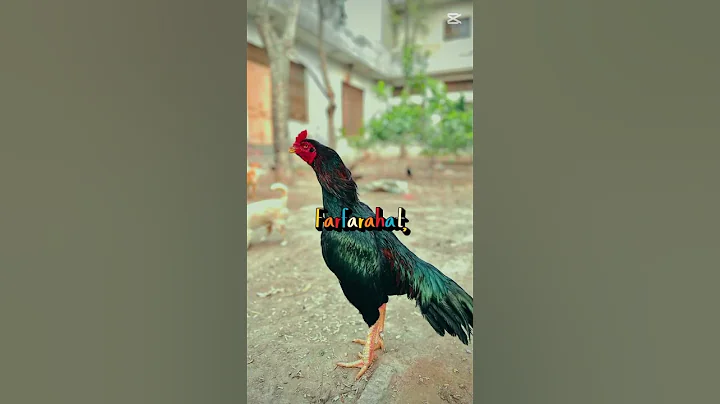 sensation jasa sarsarat  #trending