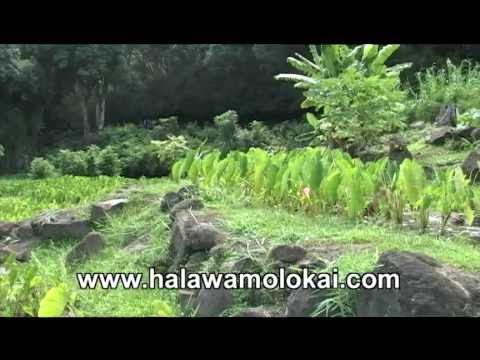 Halawa Valley Culture Hike - PreviewMolokai.T...