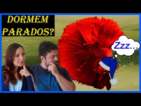 Vídeo: Os Peixes Dormem?