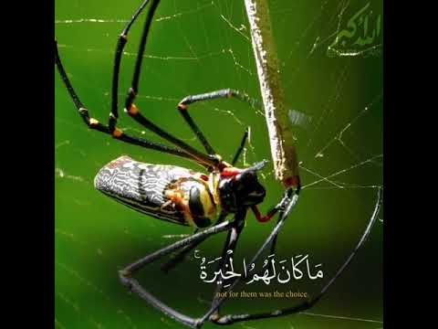 وربك يخلق مايشاء ويختار ياسر الدوسري