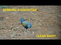 berburu ayam hutan |||| clean shot ||| unit killua 90wwlwp