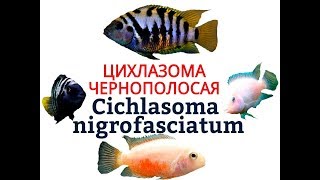 Аквариумные рыбки. ЦИХЛАЗОМА ЧЕРНОПОЛОСАЯ Аквариумные рыбки. ЦИХЛАЗОМА ЧЕРНОПОЛОСАЯ