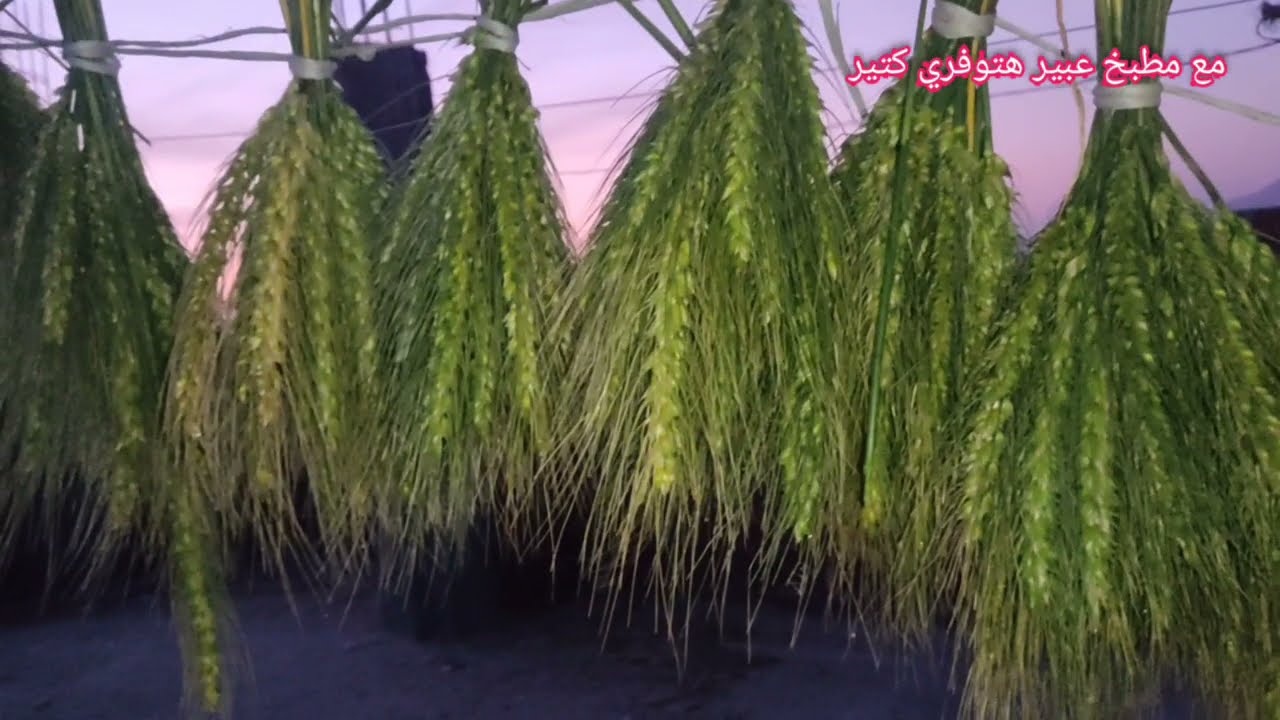 طريقه استخراج الفريك من القمح وع الكانون كمان 😂