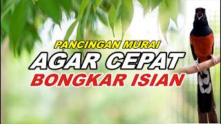 Pancingan Murai Batu Full Isian Tembakan Mewah, Ampuh Bikin Murai batu bongkar isian