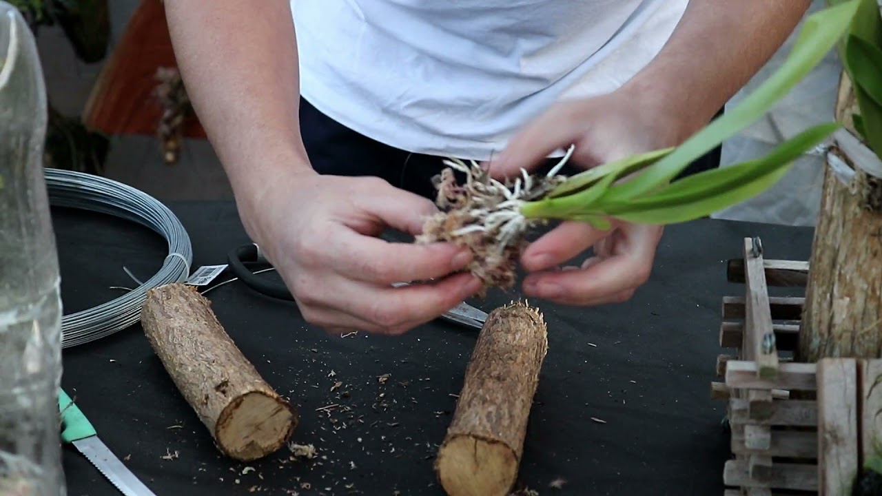 Como plantar Orquídeas em tronco seco