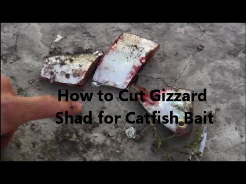 How to Cut Gizzard shad for Catfish Bait 