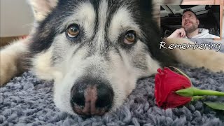Husky Gets Caught Not Sending His Valentines Day Cards!