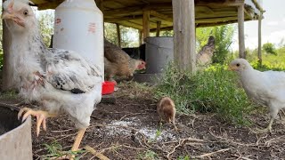 I AM REMOVING ALL CHICKENS FROM THIS FARM  & I AM STARTING  LAYERS CHICKEN FARM