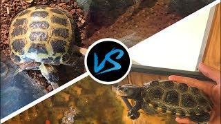 Tortoises VS Turtles: Who Makes a Better Pet?