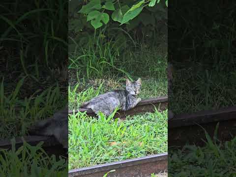 😥😥 #кошка #флорида #июнь2025 #животные #одиночество #жизньвамерике #florida #cat #june2025