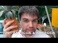 Tom Goes To Every Country (#25 🇦🇬) - Pineapples from Antigua And Barbuda will give you diabetes.