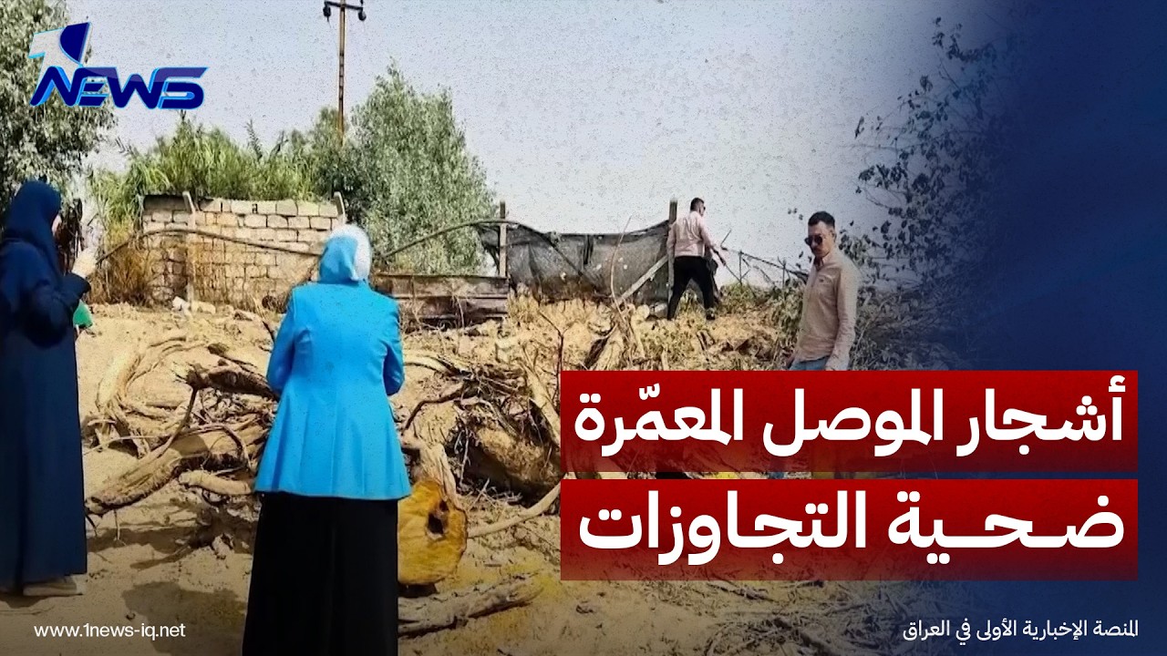 أشجار الموصل المعمّرة ضحية التجاوزات وبيع الأخشاب لمطاعم السمك