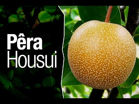 Como fazer sua comprar rato de laboratorio  parecer um milhão de dólares