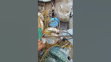 Câu cá vồ đém, basa#shorts #fishing #cauca #fish