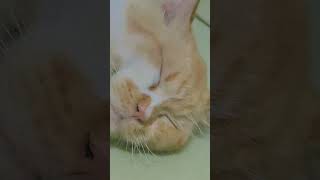 #rebahan #senderan #oyen #mpus #cat #lucu #imut #fypシ #fyp #fypシ゚viral #beritaterkini #omen #indo