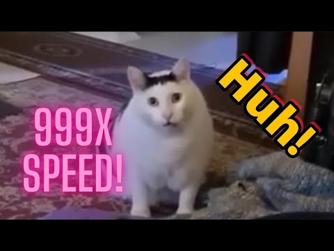 Huh Cat Meme Sped Up!