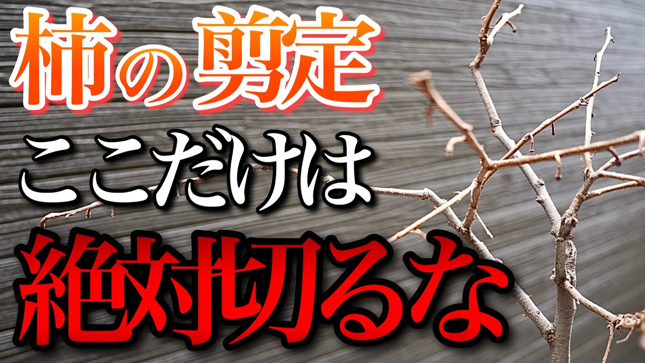 柿の剪定は、初心者はコレを覚えれば来年実が付きます
