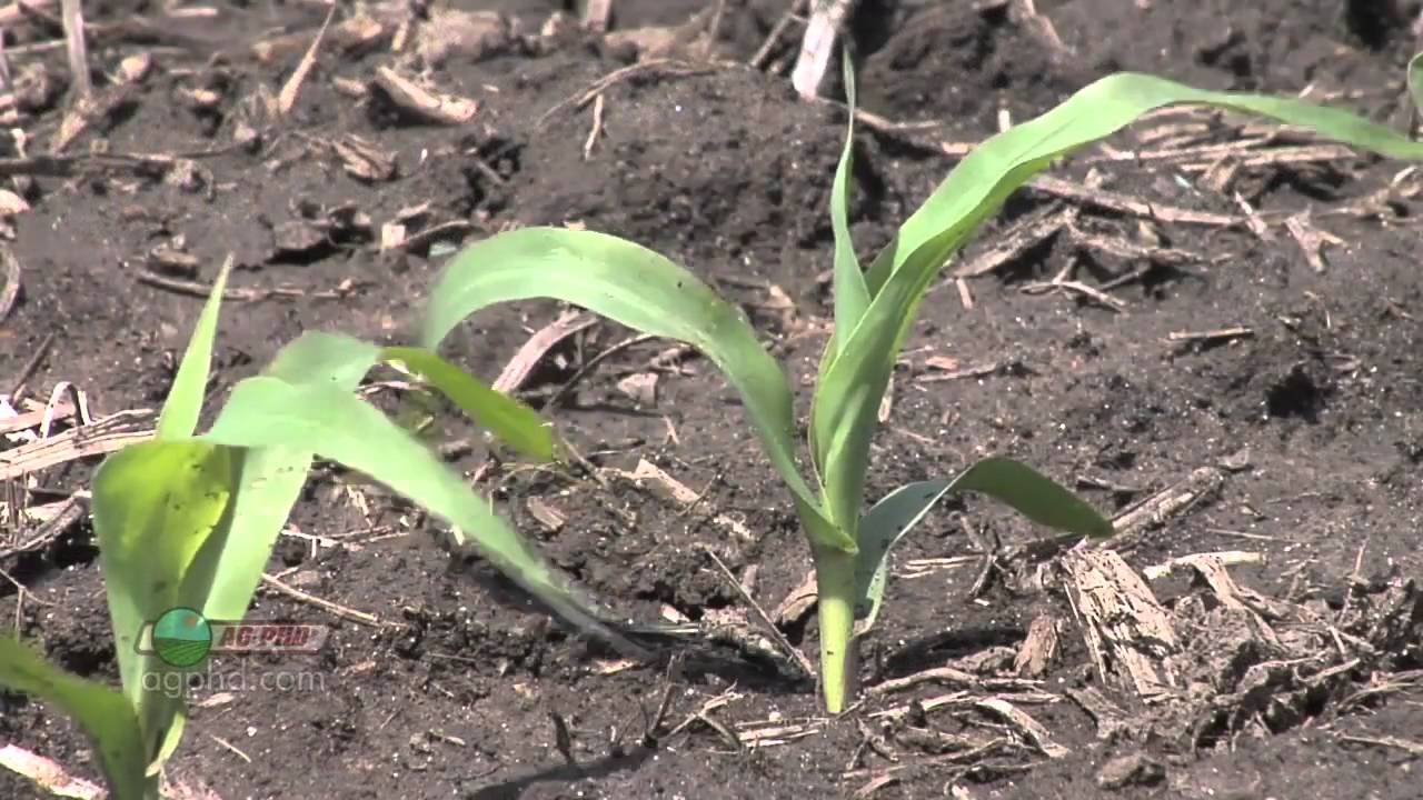 PreEmerge Corn Herbicides 679 (Air Date 4/10/11) YouTube