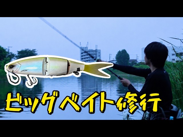 Big Bait Challenge] The Results of Targeting Seabass with the