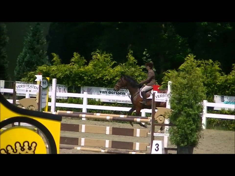 Hazelberg's Delicious  (Hinault x Hors la Loi II x Lord Calando)