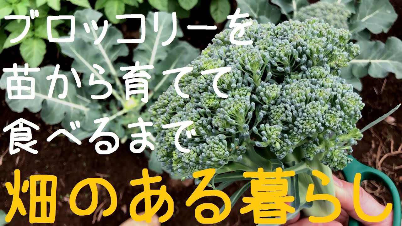 Vlog 家庭菜園 畑のある暮らし ブロッコリーを苗から育てて食べるまで Youtube