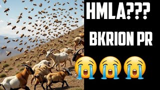 Bkrion Pr Shed Ke Makhion Ka Hmla Ho Geaaa