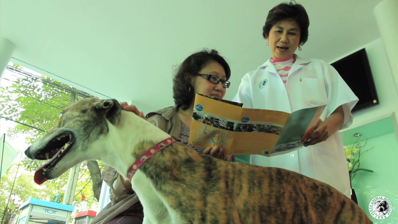 โรงพยาบาลสัตว์ สัตวแพทย์ 4 VET 4 Animal Hospital