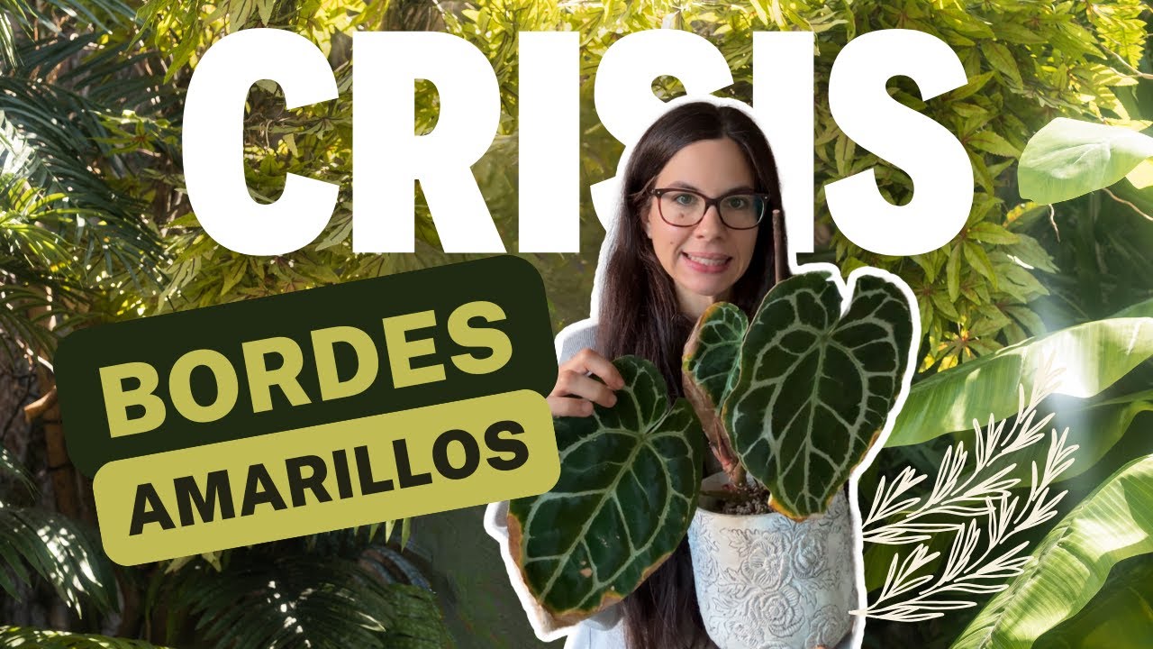 🔥 Gabinete de crisis: mis ANTURIOS están con hojas amarillas