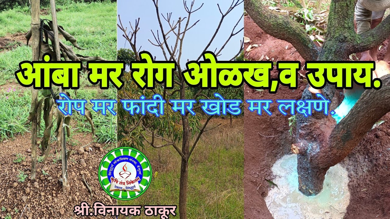 आंबा झाडावरील मर रोग, कारणे व उपाय / Dieback diesase on mango plant,reason & treatments
