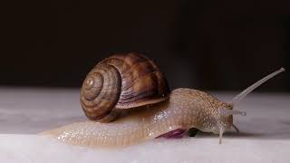 Osam Cute Animals Samok. Samodrik Samok Osadaron. Animals